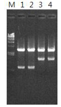 식물발현벡터 제작을 위한 MAPg9, 10 항원유전자의 cloning. Lane 1: MAPg9 light chain, XbaI + BamHI pTKP4 Lane 2: MAPg10 light chain, XbaI + BamHI pTKP2 Lane 3: MAPg9 heavy chain, XbaI + BglII pTKP3 Lane 4: MAPg10 heavy chain, XbaI + BglII pTKP1