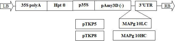 MAPg10 항체유전자 발현을 위한 식물발현벡터 제작