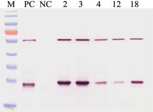 식물세포 현탁배양에서 생산된 MAPg9 항체단백질의 non-reducing 조건에서 anti-mouse IgG 항체에 대한 특이성 확인