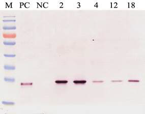 식물세포 현탁배양에서 생산된 MAPg9 항체단백질의 non-reducing 조건에서 light-chain specific 항체에 대한 특이성 확인