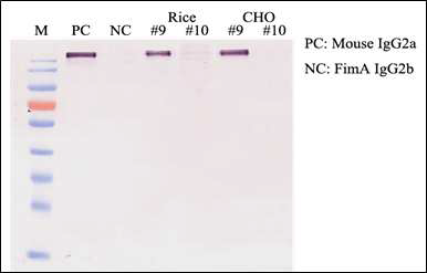 Goat anti-mouse IgG2a를 이용하여 현탁배양에서 생산된 항체단백질의 isotype 확인