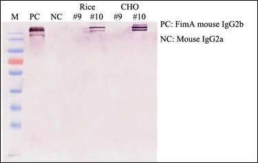 Goat anti-mouse IgG2b를 이용하여 현탁배양에서 생산된 항체단백질의 isotype 확인