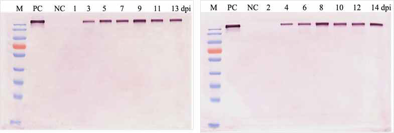 MAPg9 식물세포 현탁배양의 시간별 생산량 확인을 위한 western blot 분석. PC: mouse IgG2a, 1st Ab: Goat anti-mouse IgG2a, 2nd Ab: Anti-goat IgG AP