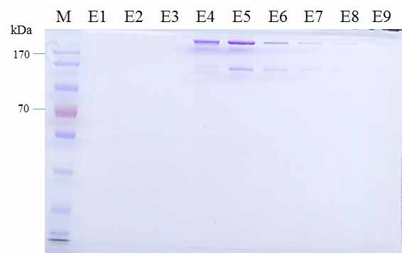 Protein G column을 이용하여 분리된 항체단백질