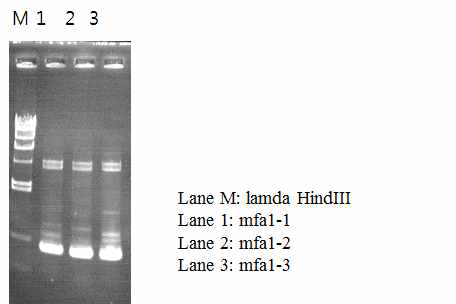 mfa1-1, mfa1-2, 그리고 mfa1-3 항원유전자의 PCR 반응