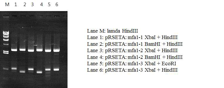 형질전환하여 얻은 세균의 plasmid를 제한 효소로 처리하여 유전자의 도입을 확인