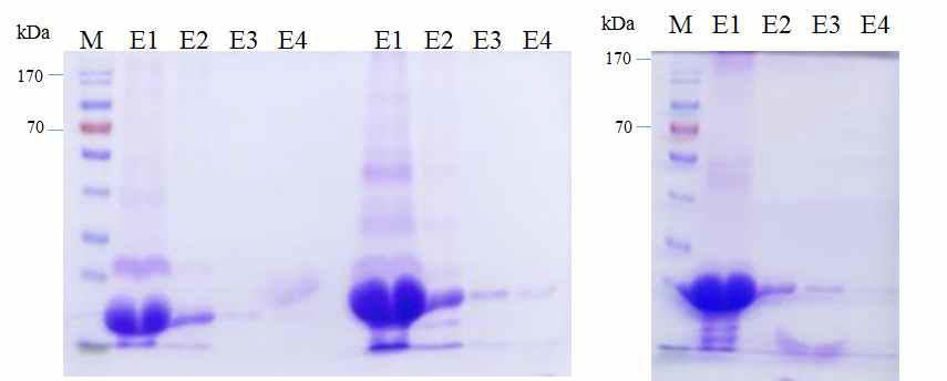 Mfa1-1, Mfa1-2, 그리고 Mfa1-3 항원단백질을 대장균에서 발현, 정제