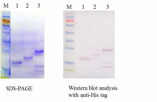 정제된 재조합단백질에 대한 anti-His tag 항체를 이용하여 western blot 분석