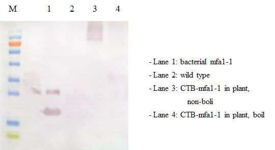 anti-Mfa1-1 항체를 이용한 식물에서 발현된 CTB-Mfa1-1 항원단백질 분석