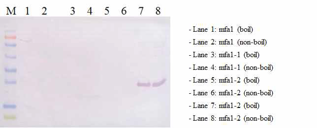 anti-mfa1-3 항체에 대한 분석