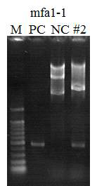 mfa1-1 항원 유전자의 PCR cloning