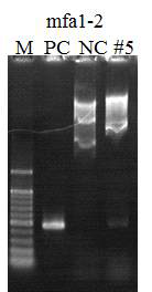 mfa1-2 항원 유전자의 PCR cloning