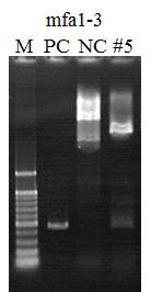 mfa1-3 항원 유전자의 PCR cloning