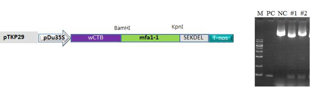 Agroinfiltration을 위한 CTB-mfa1-1 융합유전자의 식물발현 벡터 제작