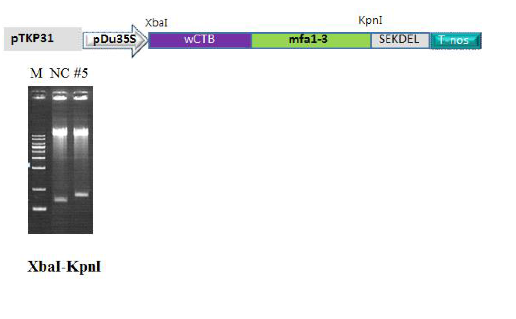 Agroinfiltration을 위한 CTB-mfa1-3 융합유전자의 식물발현벡터 제작