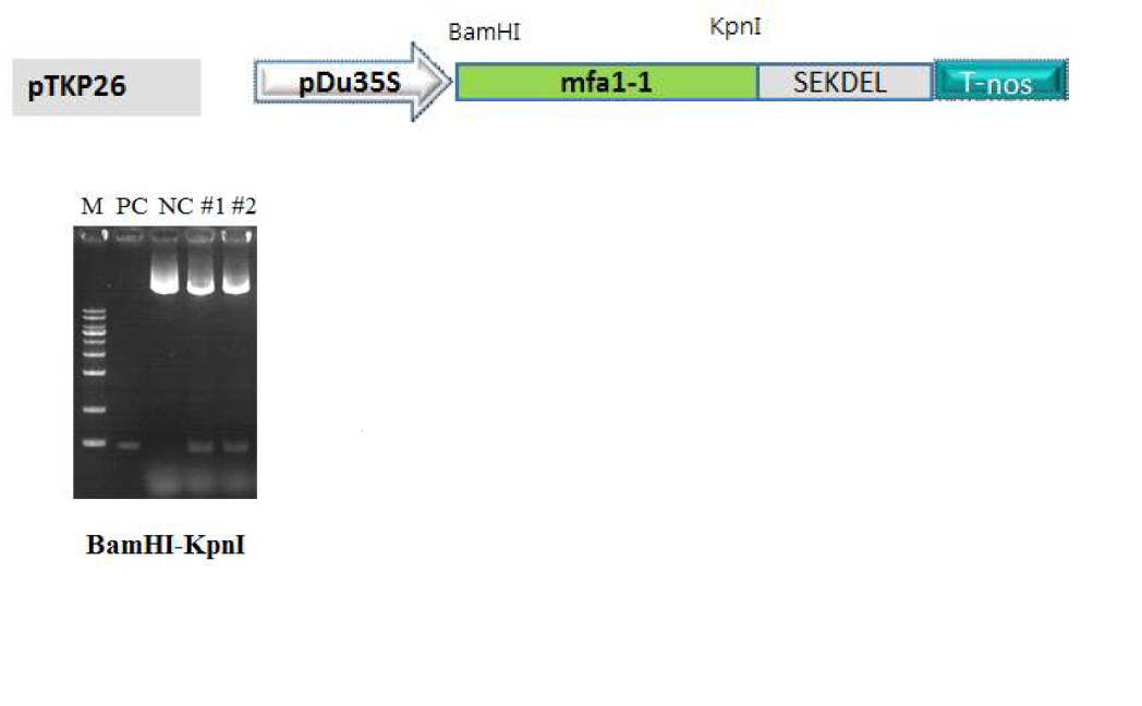 Agroinfiltration을 위한 mfa1-1 항원유전자의 식물발현 벡터 제작