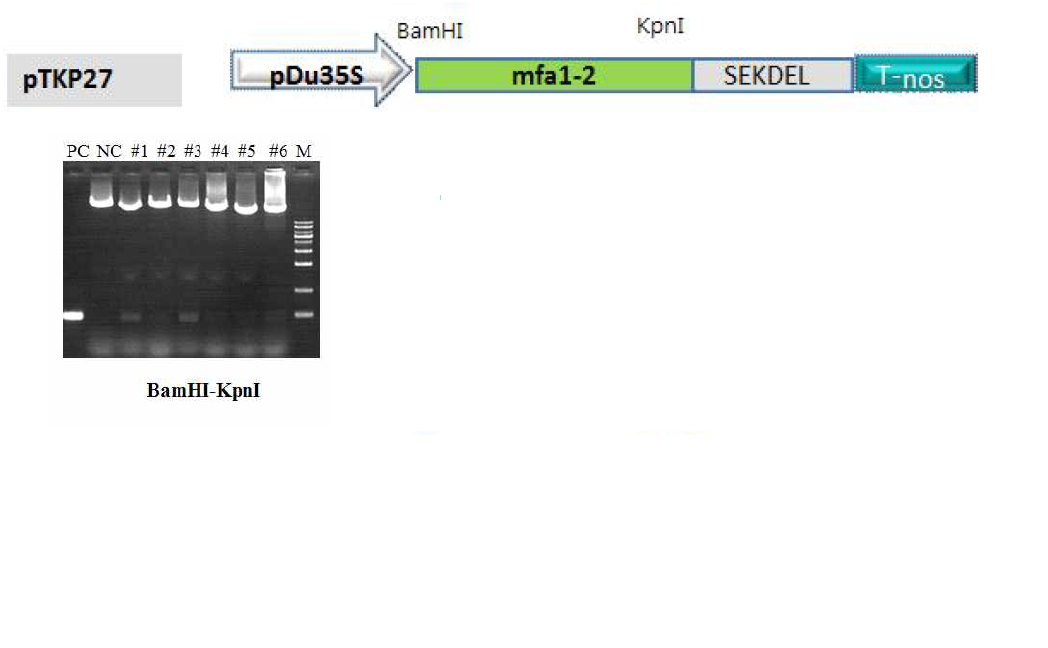 Agroinfiltration을 위한 mfa1-2 항원유전자의 식물 발현 벡터 제작