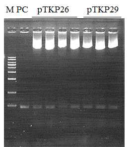 pTKP26과 pTKP29의 Agrobacterium 형질전환 분석