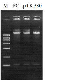 pTKP28의 Agrobacterium 형질전환 분석