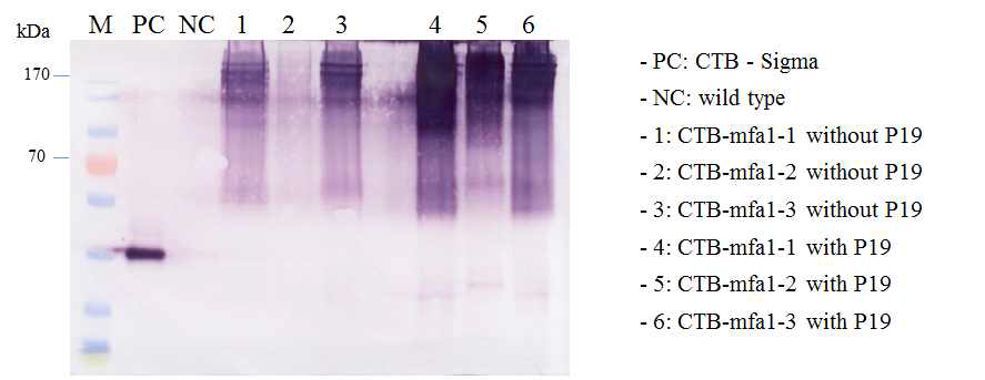 Suppressor gene P19에 의한 CTB-mfa1 융합항원단백질의 발현 비교 분석
