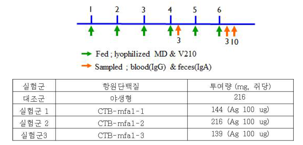 동물실험의 실험군과 일정