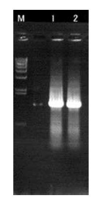 P. gingivalis 53 kDa 단백질의 full size 유전자에 대한 PCR