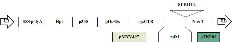 P. gingivalis 53 kDa 단백질 유전자의 식물발현 벡터