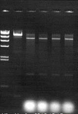 Agrobacterium 형질전환 분석