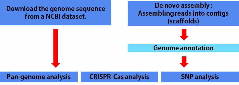 Whole genome analysis for P. intermedia strains