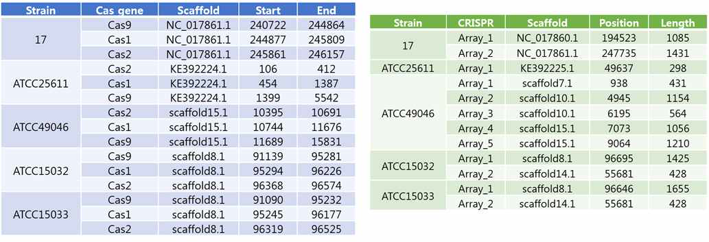 P. intermedia 상에서의 CRISPR-Cas system