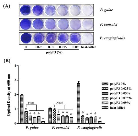 Biofilm inhibitory effect of polyP3