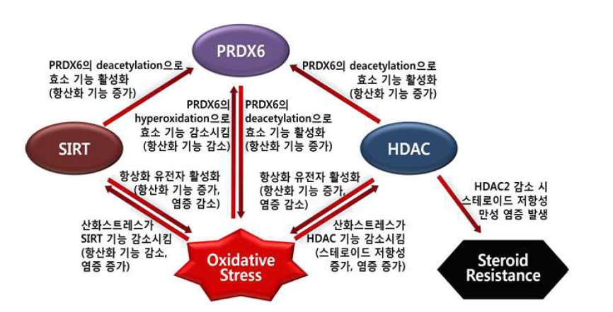 산화스트레스와 후보 바이오마커와의 관계.PRDX6, SIRT, HDAC의 기능은 모두 산화스트레스와 밀접한 관련이 있으며 산화스트레스, 특히 H2O2의 제거에 중요한 PRDX6는 SIRT와 HDAC와도 관계가 있음