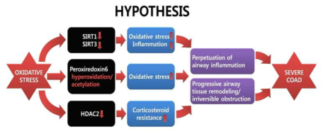 본 연구의 가설 모식도. 산화스트레스가 증가하면 SIRT와 HDAC의 기능이 감소하고 PRDX6의 단백질 변형으로 항산화 기능이 감소함. 결국 염증 및 산화스트레스가 해소가 되지 않아서 기도의 염증과 비가역적인 기도폐쇄가 진행하여 중증 만성폐쇄성기도질환이 발병함