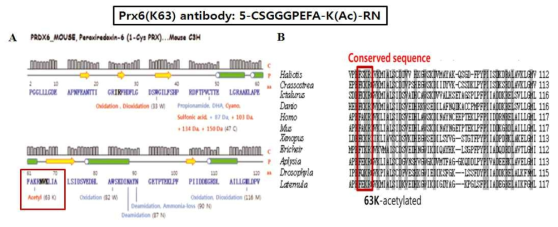 Acetylated-PRDX6 antibody제작 . (A) LC-ESI-q-TOF MS/MS의해 밝혀진 63번 amino acid의 아세틸화(Proteomics 2012, 12, 1452-1462) (B) 다양한 종에서 multiple alignment of PRDX6 amino acid sequence