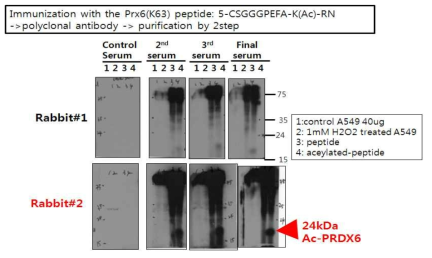 Ac-PRDX 6 (K63) 에 대한 항체생성확인. 토기2마리에서 채혈한 2차, 3차, final serum을 western bloting수행해 specific Ac-PRDX6가 형성되었는지 확인함. 2번 토끼에서만 형성됨