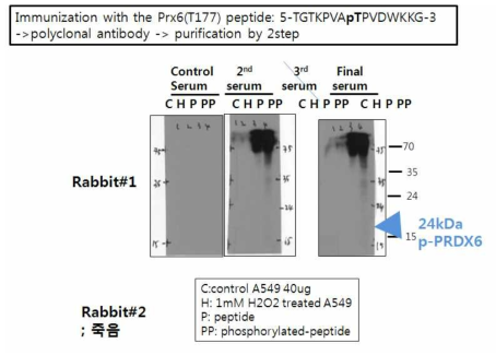 p-PRDX 6 (T177) 에 대한 항체생성확인. 토기2마리에서 채혈한 2차, 3차, final serum을 western bloting수행해 specific p-PRDX6가 형성되었는지 확인함