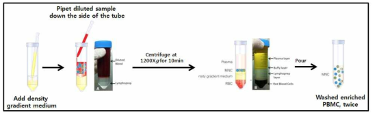 정상군과 환자군의 PBMC분리를 위한 Lymphoprep방법. 희석된 serum을 filcol에 3:1비율로 넣은후 원심분리를 이용하여 분리된 PBMC층을 모음