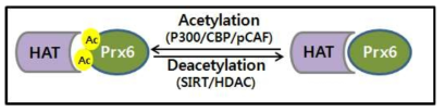 HAT와 HDAC에 의한 PRDX6조절 메카니즘