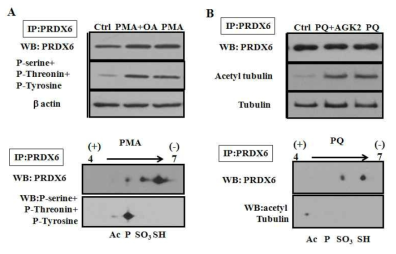 PRDX6의 전사후 수식을 확인. (A)PRDX6의 인사화를 확인하기 위해서 PRDX6로 immunoprecipitation과 western blotting으로 확인. 이때 serine, threonin,tyrosine 인산화 항체를 이용함 (B) PRDX6의 아세틸화를 확인하기 위해서 A549에 PQ를 처리한후 immunoprecipitation과 western blotting으로 확인