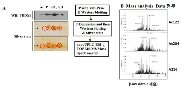 NanoUPLC-ESI-q-TOF MS/MS를 이용해 H2O2처리한 세포에서 PRDX6의 전사후 수식 확인 . (A) 세포l lysates로 2D-PAGE와 Western blotting으로 PRDX6를 seperation한 후, Silver staining을 수행. (B) silver stain 각각의 spot을 cut해서 NanoUPLC-ESI-q-TOF MA/MS를 수행함