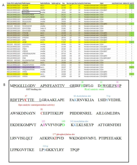 그림22에서 분석된 PRDX6의 전사후 수식을 정리. (A) LC/MS에 의한 PRDX6분석 law data (B) 전사후 수식된 PRDX6 sequence