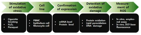 In vitro 실험을 통한 바이오마커 후보물질의 역할규명 방법. 산화스트레스 자극을 준 PBMC와 cell line에서 바이오마커후보의 발현패턴을 비교분석함