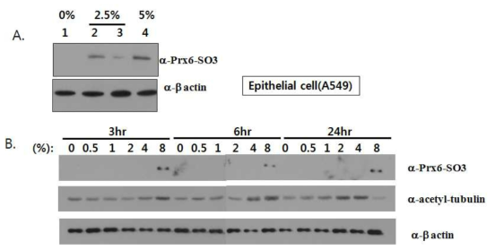 A549에 cigaette extract(CSE)처리 농도와 시간조건 결정. (A)A549세포에 CSE를 농도별로 처리해서 anti-PRDX6-SO3로 western blotting함 (B) A549세포에 CSE를 농도별, 시간별로 처리해서 anti-PRDX6-SO3로 western blotting함