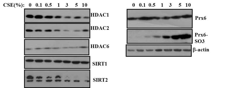 Patterns comparison of PRDX6, HDAC, and SIRT in CSE-exposed PBMCs of healthy. CSE를 A549에 농도별로 처리한 후 다양한 항체를 이용하여 western blotting을 수행함