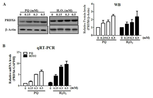 Induction of PRDX6 expression in cell lines after PQ treatment. (A)A549에 PQ과 H2O2를 24시간 처리해서 anti-PRDX6로 western blotting함.b-actin으로 정량분석하여 표로 나타냄