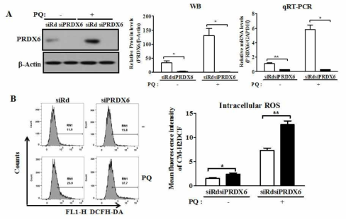siRNA 방법을 이용한 PRDX6 transient depletion cell line 확립. (A)A549 세포에 siRNA를 lipofectamin을 이용하여 transfection한후, anti-PRDX6로 western blotting과 RT-PCR을 수행 (B) siRNA로 PRDX6를 결손시킨후, CM-H2DCF dye를 이용하여 내부 ROS를 FACS를 이용해 측정함
