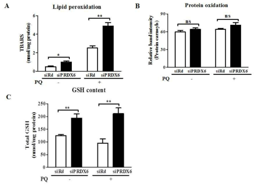 Effects of depletion of PRDX6 under PQ induced oxidative stress.(A)A549를 siRNA를 이용해 PRDX6를 결손시킨후, 지질관산화를 TBARS로 확인 (B) 단백질의 산화를 carbonylation된 단백질로 확인 (C) 세포내 GSH를 GSH 정량 kit을 이용