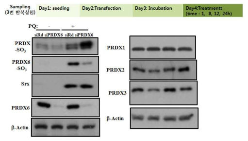 PRDX6 결손세포에서 2-Cys PRDXs의 발현패턴의 변화비교. siRNA로 PRDX6결손시킨 세포에 PQ처리한후 과산화 PRDXs항체를 이용해 western blotting수행함