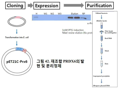 재조합 PRDX6의 발현 및 분리정제. pET21 plasmid에 PRDX6를 cloning하여 E.coli에서 과발현 한후 Nickel column으로 정제함
