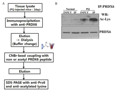 Endogenous acetylated PRDX6 단백질의 분리 정제. PQ-처리된 폐조직을 anti-PRDX6로 immunoprecipitation하여 elution한 겅르 CNBr-column으로 정제함. 정제도를 확인하기 위해 western bloggin을 수행함